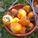 소봉 농장 이미지