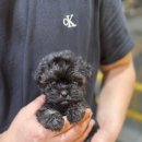 김해 강아지분양 고양이분양 도그하우스 대성점 이미지