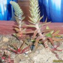 나로도우체국 이미지