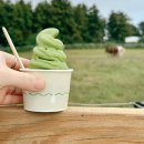 대지목장 | 제주 목장카페 우유부단 아스크림 먹으며 말과 소 구경