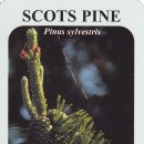 Scots Pine (Pinus sylvestris) 이미지