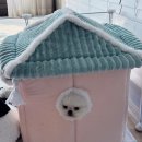 밀리언 로즈 가든 | 포메전문견사 화이트포메라니안분양 젬 소식