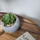 Dog&Cat | 🐶 우리 아이 피부가 예민하다면?[DOG&amp;CAT] 마음반려 고함량 피부 영양제 추천 후기💕