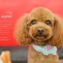 토미펫샵 이미지