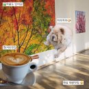 디오 | 전주대 카페 디오차드 후기