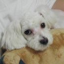 수색-011 Daum카페