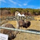 공룡타조랜드 이미지