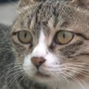 집사공인중개사사무소 이미지