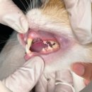 온천동물병원 이미지