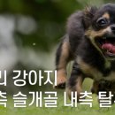 24시 대전동물의료센터 이미지