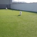 한강펫케어센터 이미지