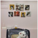 고양이무마취미용 냥지곤지 이미지