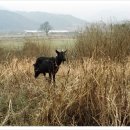 운주골흑염소 이미지