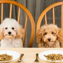 악동강아지 이미지