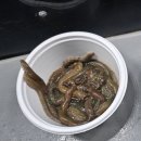 향수사계절 실내낚시터 | 화성실내낚시터 찾는다면? 동탄 도깨비낚시터 이용정보.