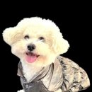 101애견유치원 이미지