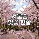 발리체육공원 | 서울숲 벚꽃 실시간 개화 상황 주차장 피크닉 명당 완벽 정리