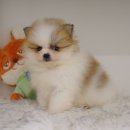 노이펫 강아지 고양이분양 춘천점 | 춘천강아지분양 안전하고 좋은 환경에서