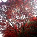 가을을 찾아 팔공산 단풍길로... 이미지