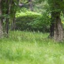 나무가 꿈꾸는 집 이미지