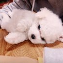 안녕, 댕댕이 이미지