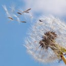 민들레약국 이미지