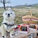댕크닉 | 대구 달성군 달성보 댕크닉(반려동물 + 피크닉)