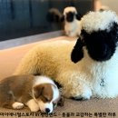 애니멀랜드 이미지