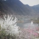 비단처럼 아름다운 금강의 무릉도원에서 봄꽃들에 취하다. 이미지