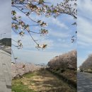주촌 Daum카페