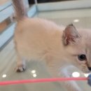 아담스펫강아지&가필드고양이 이미지