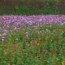 장성황룡강노란꽃잔치 축제장2 이미지