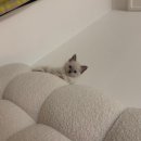 블루랙돌 | 서초고양이분양 후기 미오즈(meoz) 블루 미티드 랙돌 '하쿠'