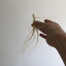 백두산유통 이미지