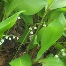 은방울공원 이미지