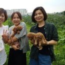 예진가족농장 네이버블로그