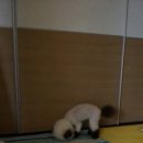 핑크돼지PC 이미지