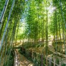 숲속의진주=6월에 안 가면 1년 기다려야 한다” 수국 절정 맞은 진주 대표 힐링 명소 이미지