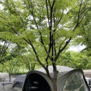 오크캠핑 | 캠핑칸 오크돔S 버블쉘터 도킹!찰떡궁합 인정