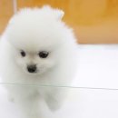 화이트블랑 이미지