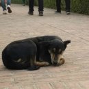 강을보다 이미지