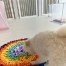 유앤퍼피 이미지