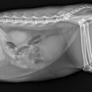 새별동물병원 이미지