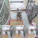 모모 애견미용 이미지