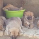 정일품농장 이미지