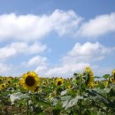 번영로농장 이미지