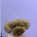뽀삐애견샵 | [성남/단대오거리역] 애견미용 애견유치원 멍균관대 내돈내산 솔직후기