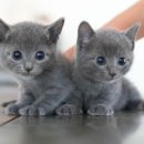 울산 고양이분양 미유펫 이미지