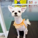 빙고네펫샵 이미지