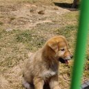 진도개 53카페 | 진도개테마파크 입장료 무료 공연시간 체험 후기(주차 이동 정리)